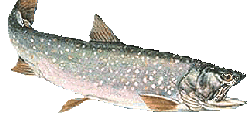Picture of Bull Trout