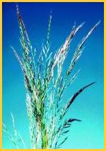 Picture of Rough Fescue