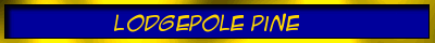 Lodgepole Pine Label