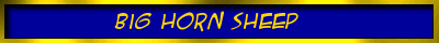 Big Horn Sheep Label