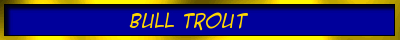 Bull Trout Label