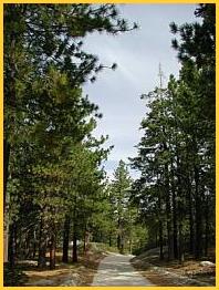 Picture of Lodgepole Pines