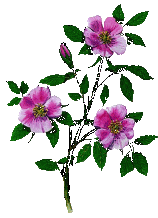 Picture of Wild Roses