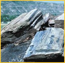 Picture of Petrified Wood